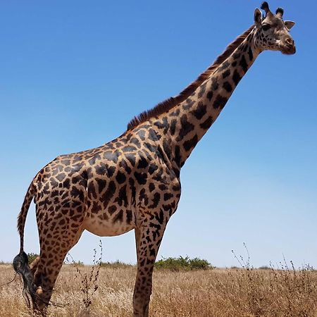 Teresita Home Jkia Nairobi Bagian luar foto