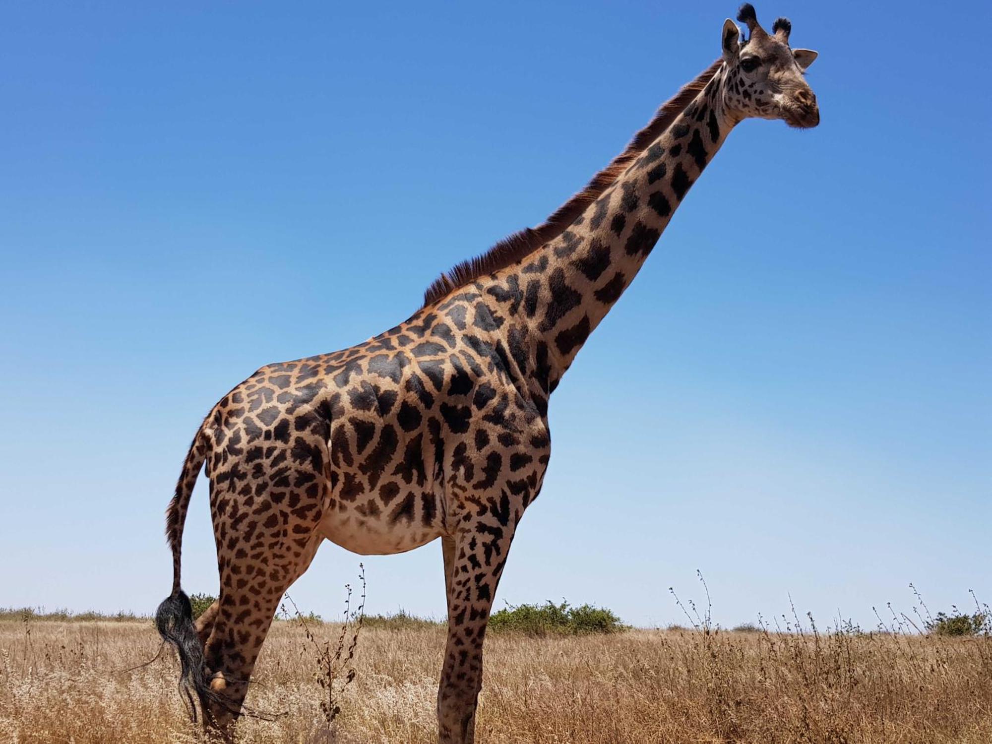 Teresita Home Jkia Nairobi Bagian luar foto