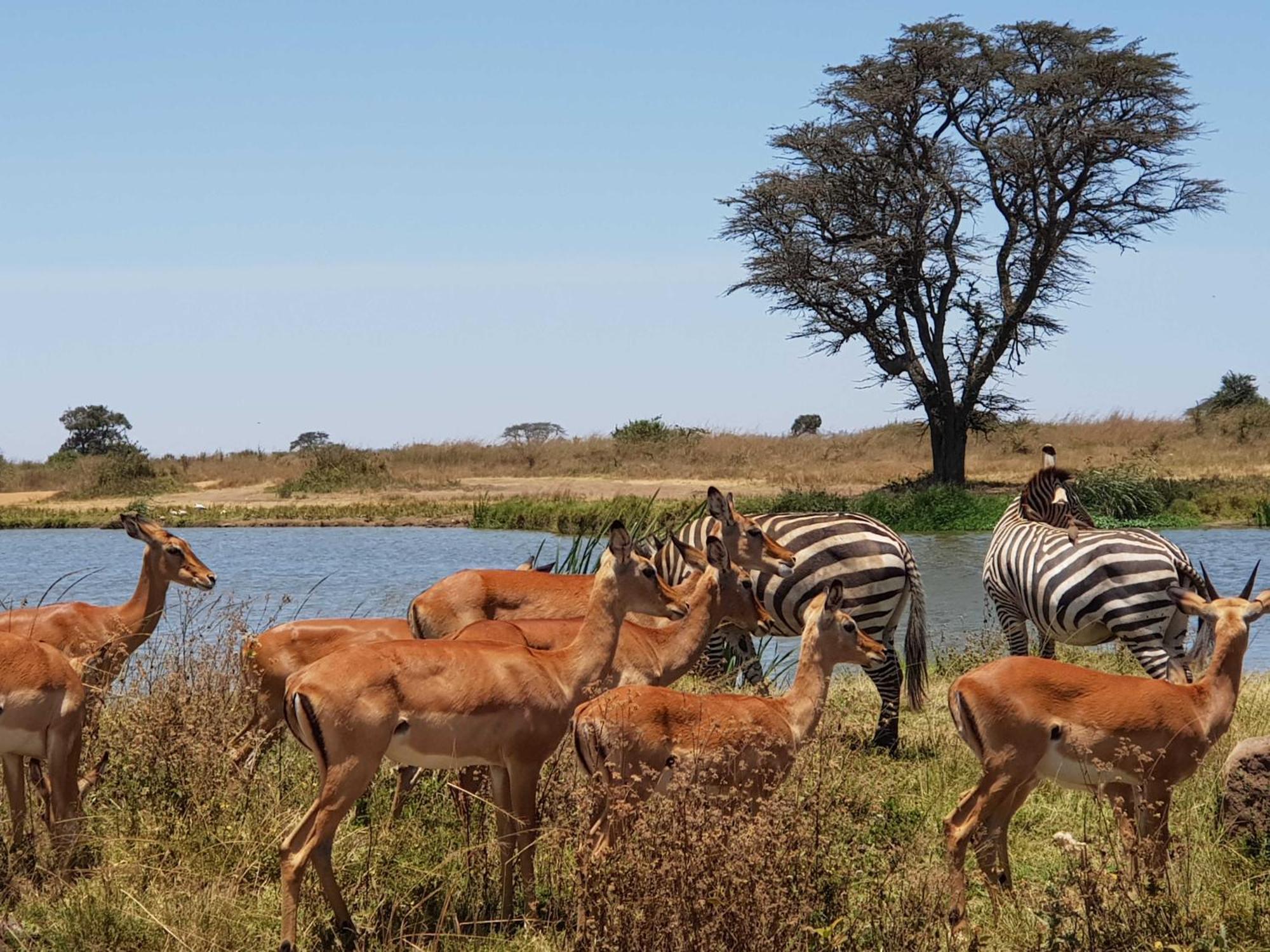Teresita Home Jkia Nairobi Bagian luar foto