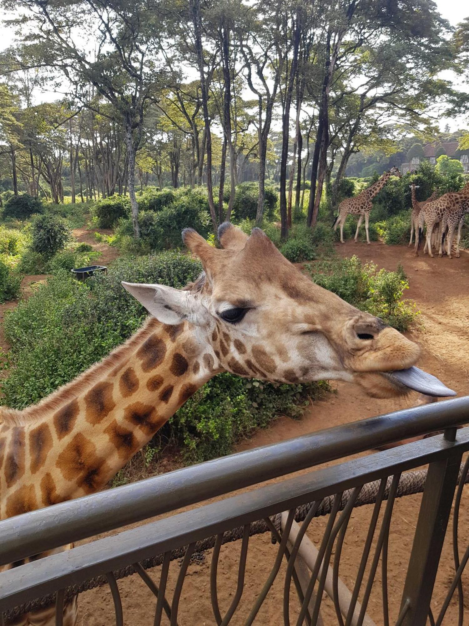 Teresita Home Jkia Nairobi Bagian luar foto